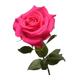 Pink rose flower isolated on white background. Beautiful composition for advertising and packaging design in the business