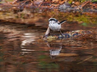 水浴びにやってきたエナガ