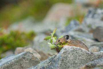 USA. Mt. Rainier National Park. Adult American pika (Ochotona princeps) harvesting plants for...