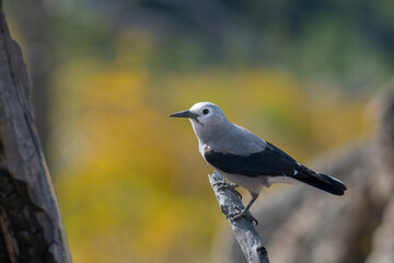 USA, Washington State. A Clark's Nutcracker (Nucifraga columbiana) perches during fall migration. Chelan.