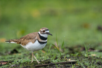 USA, Washington State. A Killdeer (Charadrius vociferus) hunts insects along the shore of the Sammamish Slough. Kenmore.