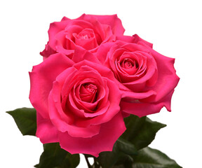 Bouquet pink rose flower isolated on white background. Beautiful composition for advertising and packaging design in the business