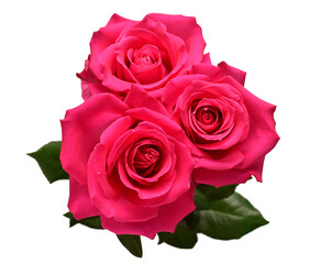 Bouquet pink rose flower isolated on white background. Beautiful composition for advertising and packaging design in the business