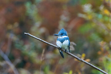 USA, Washington State. A male Belted Kingfisher (Megaceryle alcyon) on a perch hunting fish. Seattle.