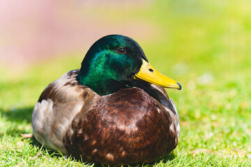 Mallard duck (Anas platyrhynchos) sitting on green grass meadow in a sunny day. Close up portrait of  male wild duck on the beach