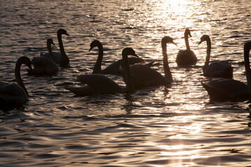 spring time on with a flock of swans