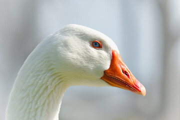 Blue eyed white goose close up portrait, soft blue background, copy space. The snow goose (Anser caerulescens) close up