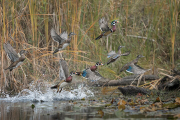USA, Washington State. Wood Ducks (Aix sponsa) flock takes flight from a quiet pond. Seattle.
