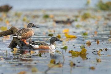 USA, Washington State. Male Northern Shoveler (Anas clypeata) ducks, one in basic plumage, the other coming into its breeding plumage, in October on Lake Washington.