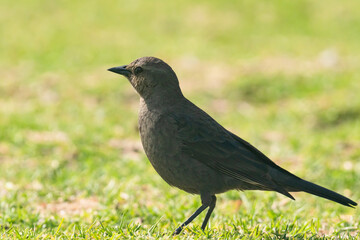 Fototapeta premium Brewer's blackbird (Euphagus cyanocephalus) female, close up portrait of small bird walking on green grass meadow.
