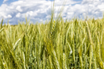 an agricultural field
