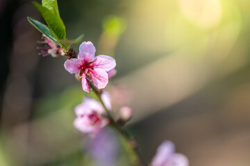 Sakura flowers blooming blossom in Chiang Mai, Thailand