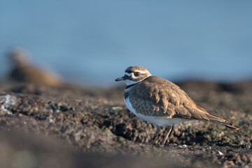 USA, Washington State. A Killdeer (Charadrius vociferus) on a mudflat in Union Bay. Seattle.