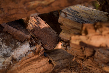 PIECES OF RED WOOD CUT LOGS ON THE GRASS