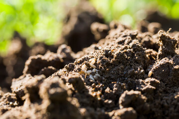 ants crawling on the sand