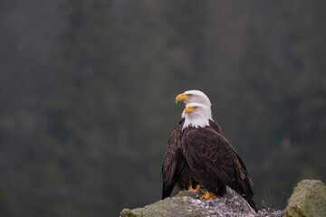 USA, Washington State. Bald Eagles (Haliaeetus leucocephalus), finished with a meal, roost on a rock in Chuckanut Bay.