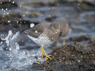 USA, Washington State. A Surfbird (Aphriza virgata) searches for prey amid waves. Chuckanut Bay.