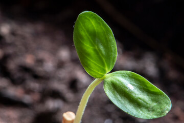 Detail with restricted and selective focus of the bud of the plum plant in Brazil
