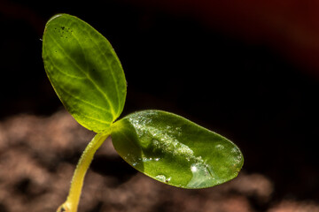 Detail with restricted and selective focus of the bud of the plum plant in Brazil