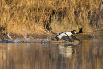 USA, Washington State. Adult male Common Goldeneye (Bucephala clangula) takes flight on Sammamish Slough, Kenmore.