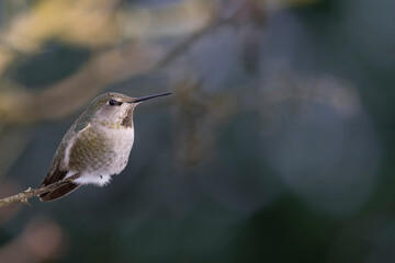 USA, Washington State. Anna's Hummingbird (Calypte anna) female on a perch in winter. Kirkland.
