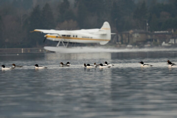 USA, Washington State. Common Mergansers (Mergus merganser) flock at rest on Lake Washington while floatplane takes off. Kenmore.
