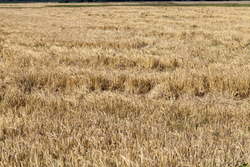 Fototapeta premium Mature yellowed cereals