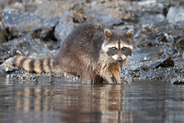 USA, Washington State. Raccoon (Procyon lotor) forages in the intertidal at Skagit Island, Puget...