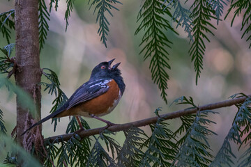 USA, Washington State. A male Spotted Towhee (Pipilo maculatus) sings from a perch on a cedar branch. Kenmore.