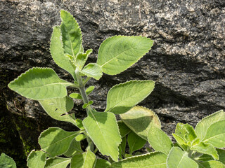 Green plant called Boldo da Terra in Brazil and is used to make tea and medicinal products.