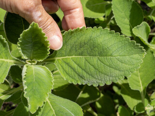 Green plant called Boldo da Terra in Brazil and is used to make tea and medicinal products.