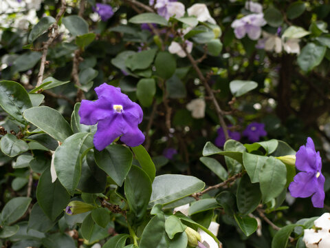 Smelling manaca with purple flower and white flower on the same plant, typical of the Atlantic Forest.