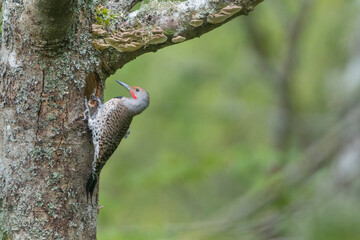 USA, Washington State. A Northern Flicker (Colaptes auratus) male pauses at next entrance while excavating a nest hole. Kirkland.
