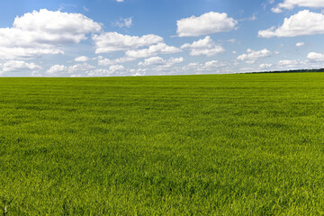 Fototapeta premium agricultural land in terms