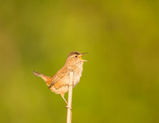 USA, Washington State. A male marsh wren (Cistothorus palustris) sings from a perch on his territory on Lake Washington.
