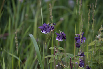 Purple Columbine wildflowers