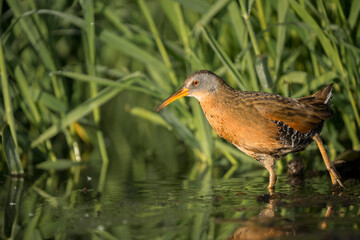 USA, Washington State. A Virginia Rail (Rallus limicola) stalks prey in the shallows of Yarrow Bay, Lake Washington. Kirkland.