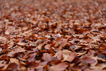 colorful autumn leaves close-up, background