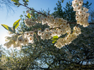 Up angle of a cluster of Japanese snowbell blossoms on a tree in Brooklyn's Prospect Park