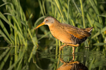 USA, Washington State. A Virginia Rail (Rallus limicola) stalks prey in the shallows of Yarrow Bay, Lake Washington. Kirkland.