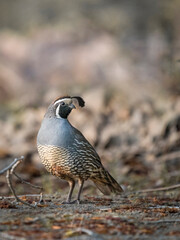 USA, Washington State. A male California Quail (Callipepla californica) in soft morning light. Potholes State Park.