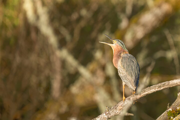 USA, Washington State. A Green Heron (Butorides virescens) calling out territory during breeding season. Marymoor Park.