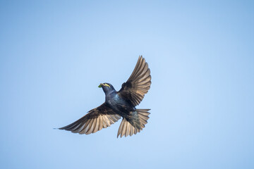 USA, Washington State. Male Purple Martin (Progne subis) in flight with nest material over Lake Sammamish.