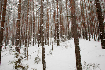 firs and pines in the winter season