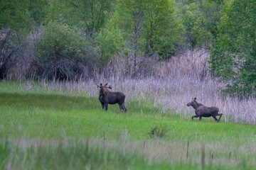 USA, Washington State. Young male and female moose (Alces alces) cross a meadow in the Sinlahekin Wildlife Area, Okanogan County.