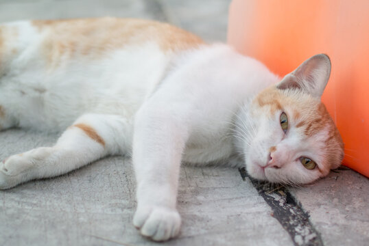 Portrait Of Stray Cat Resting On Street Against Orange Barricade