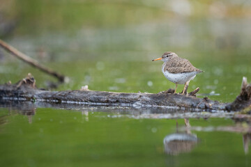USA, Washington State. A Spotted Sandpiper (Actitis macularius) on a pond rock perch. Redmond.