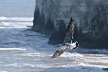 Herring gull in flight 