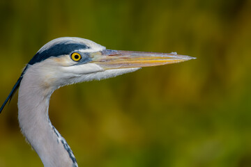 Closeup of a grey heron looking at the camera with a green-brownish background