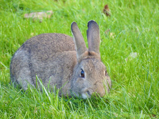 Wild rabbit on the green grass